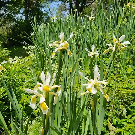 Al Giardino Toscano Πανσιόν Montecarelli