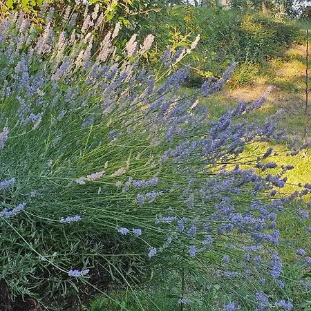 Al Giardino Toscano * Montecarelli