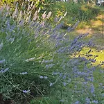 Al Giardino Toscano 3* Montecarelli